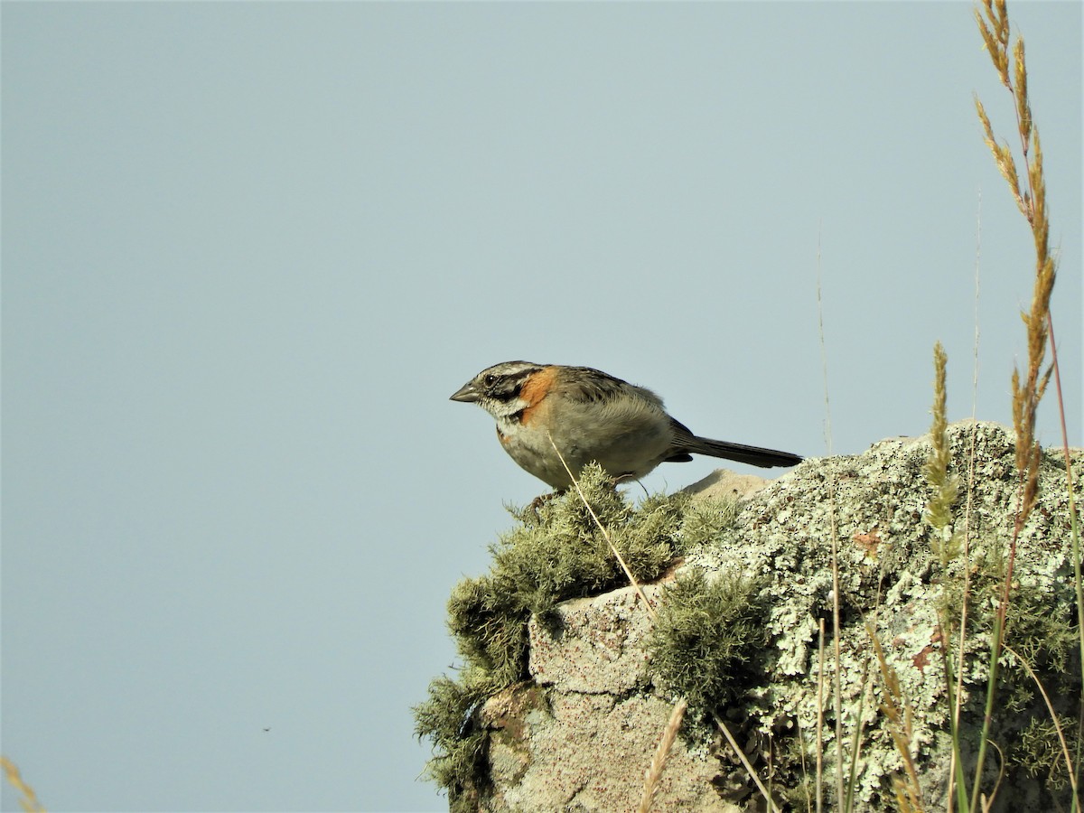 Rufous-collared Sparrow - ML620795441