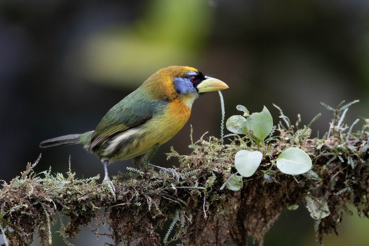 Red-headed Barbet - ML620795444