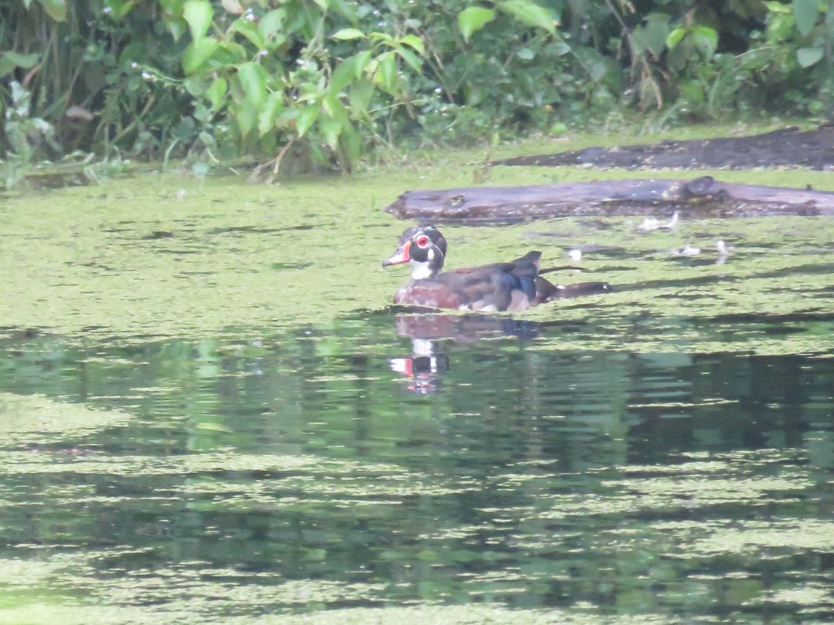 Wood Duck - ML620795449