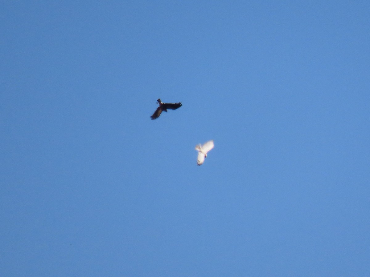 European Honey-buzzard - Guilherme Gonçalves