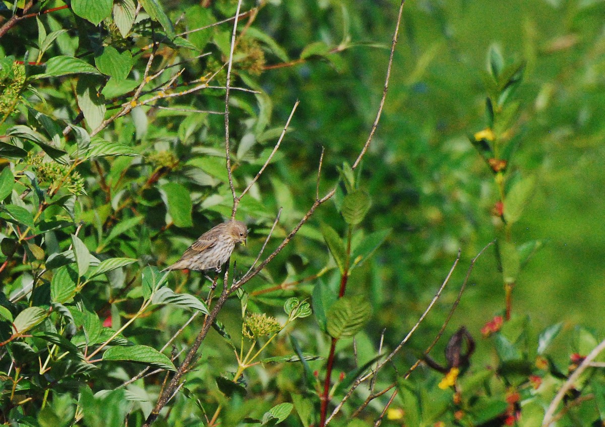 Pine Siskin - ML620795452