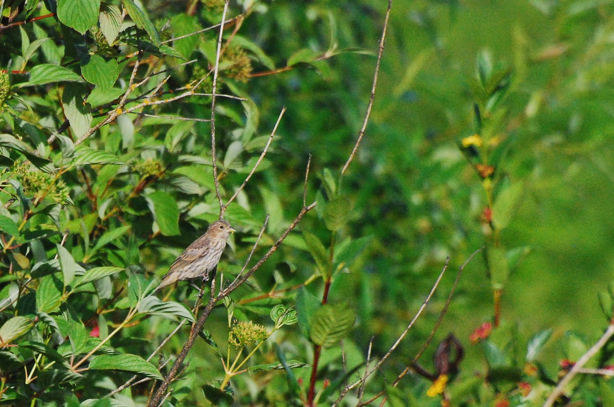 Pine Siskin - ML620795453