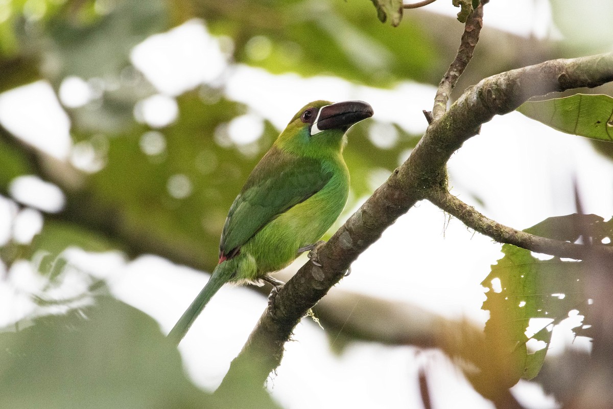 Crimson-rumped Toucanet - ML620795455