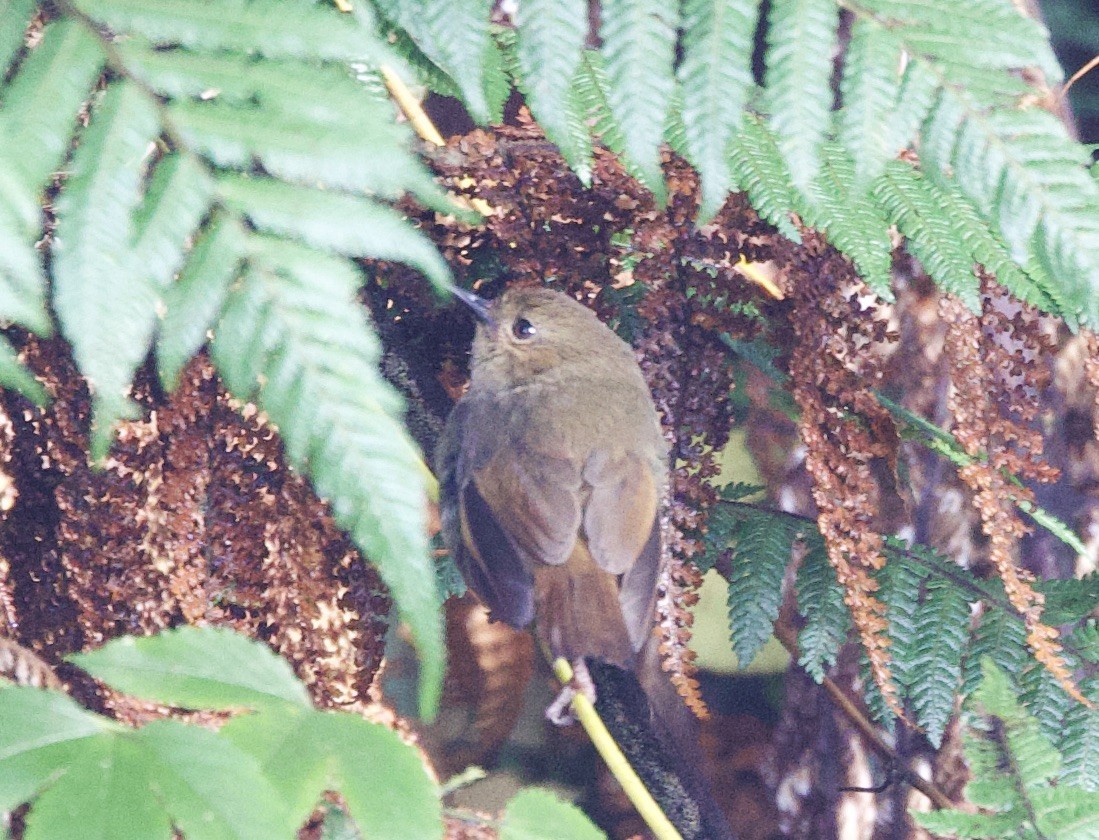 Papuan Scrubwren - ML620795467