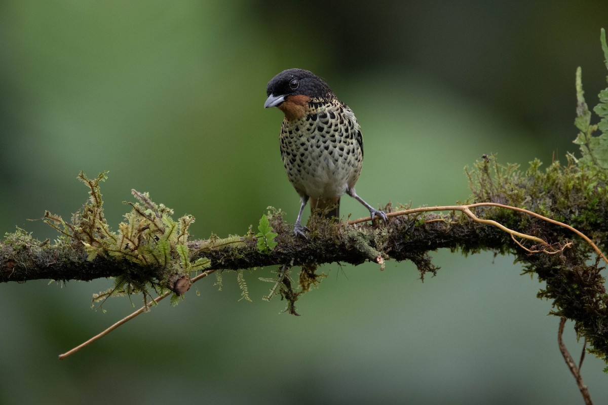 Rufous-throated Tanager - ML620795475