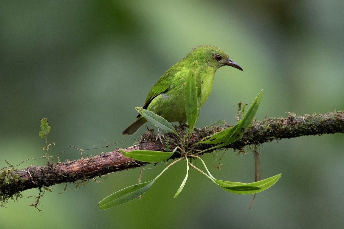 Green Honeycreeper - ML620795479