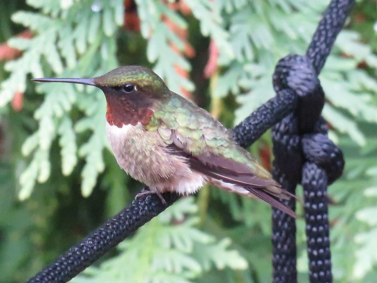 Ruby-throated Hummingbird - ML620795486