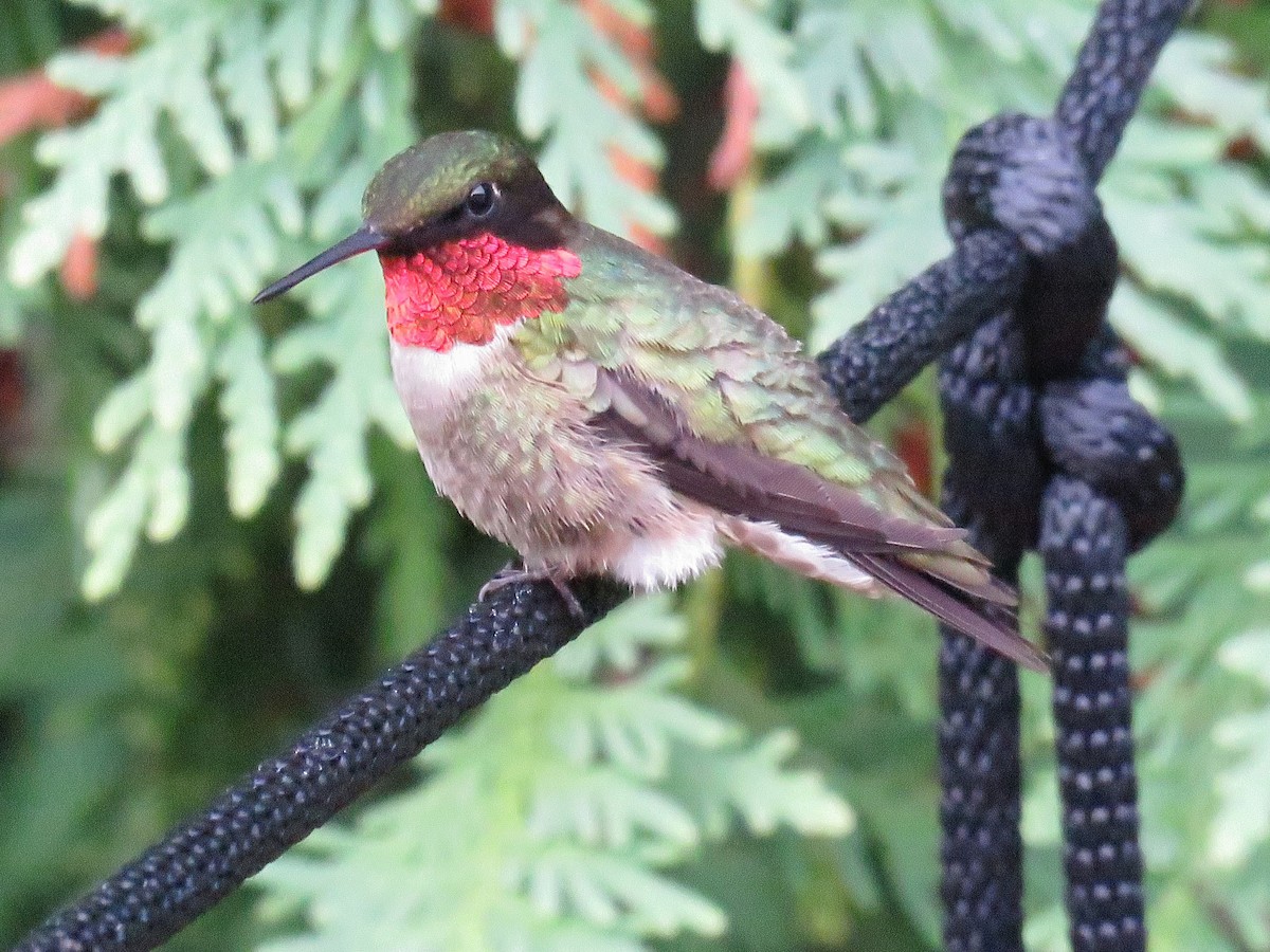 Ruby-throated Hummingbird - ML620795488