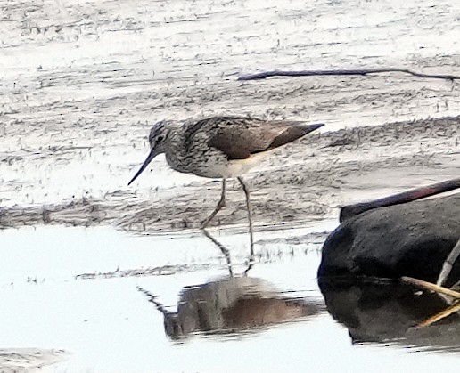 Common Greenshank - ML620795490