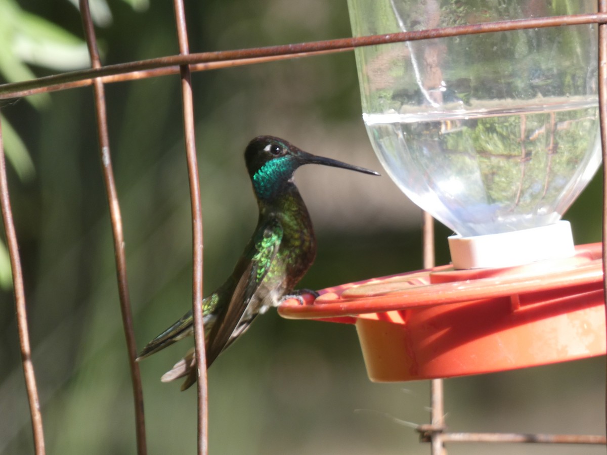 Rivoli's Hummingbird - ML620795493