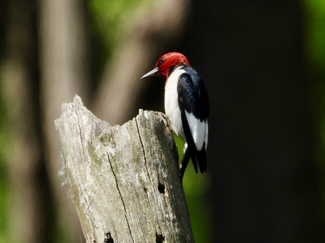 Red-headed Woodpecker - ML620795495