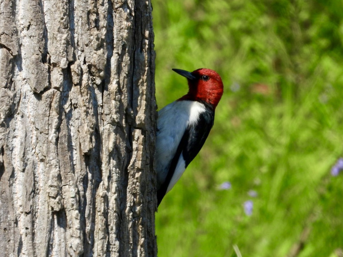 Red-headed Woodpecker - ML620795496