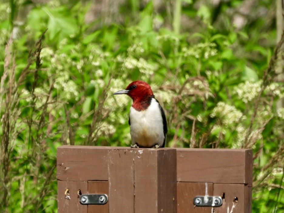 Red-headed Woodpecker - ML620795497