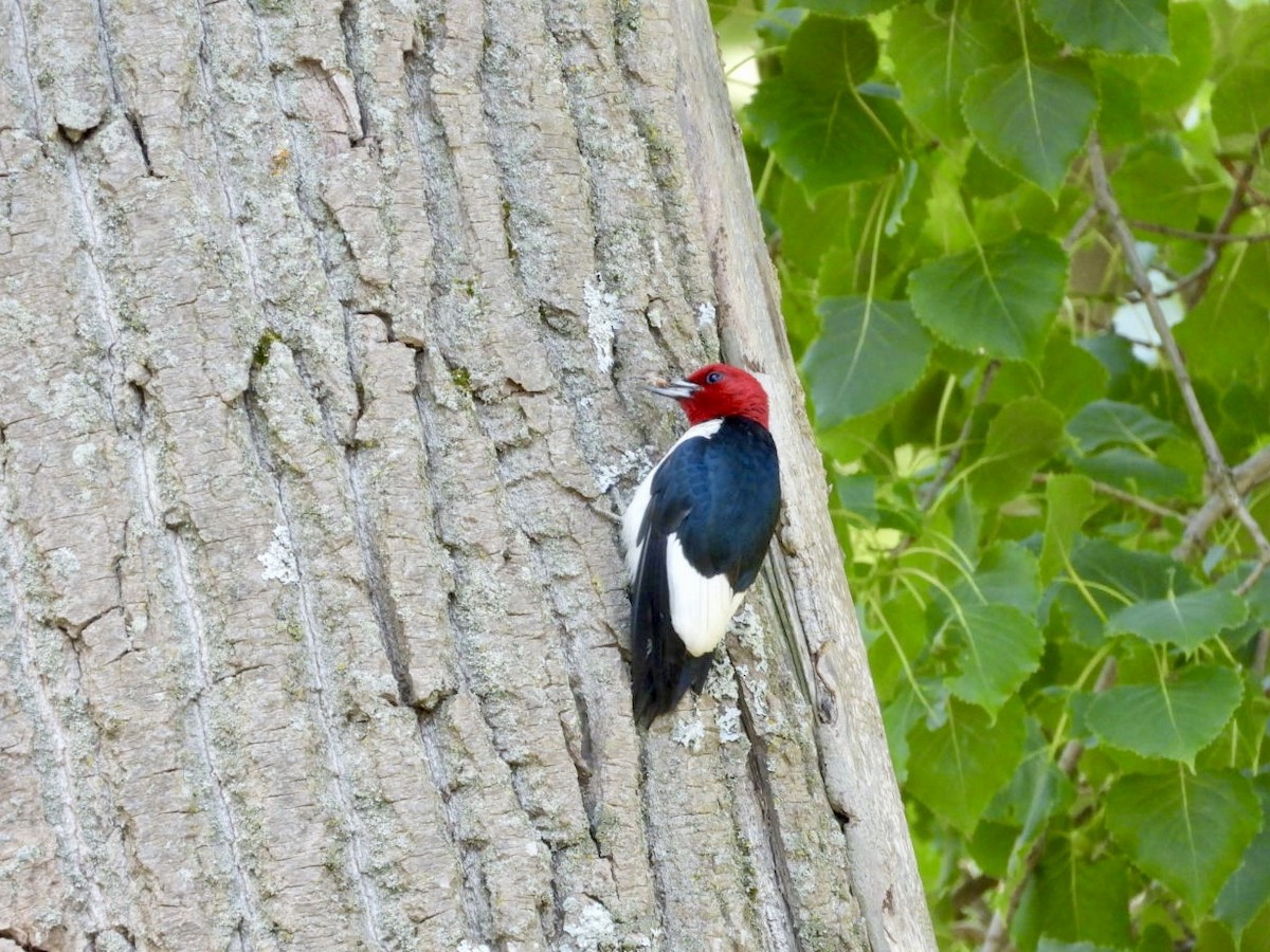Red-headed Woodpecker - ML620795498