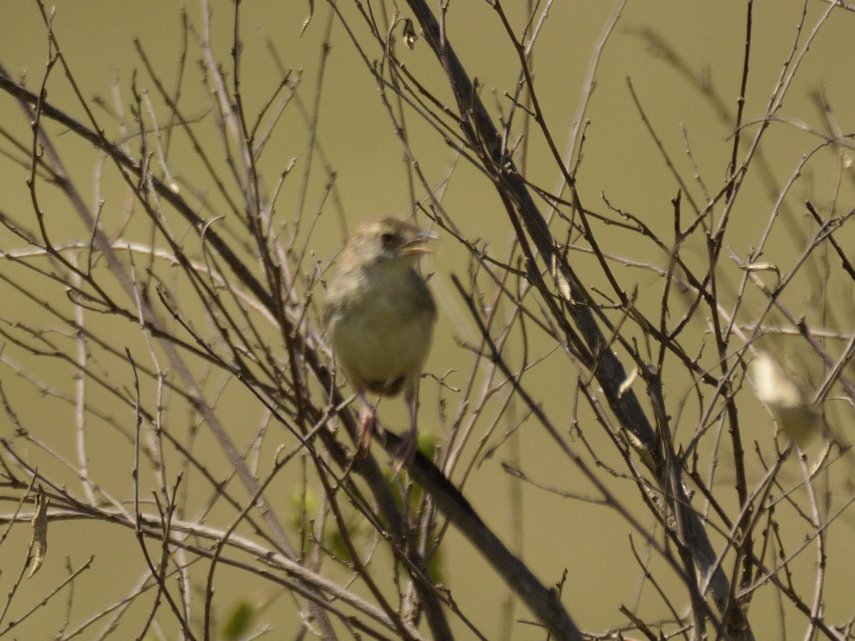 Rattling Cisticola - ML620795500