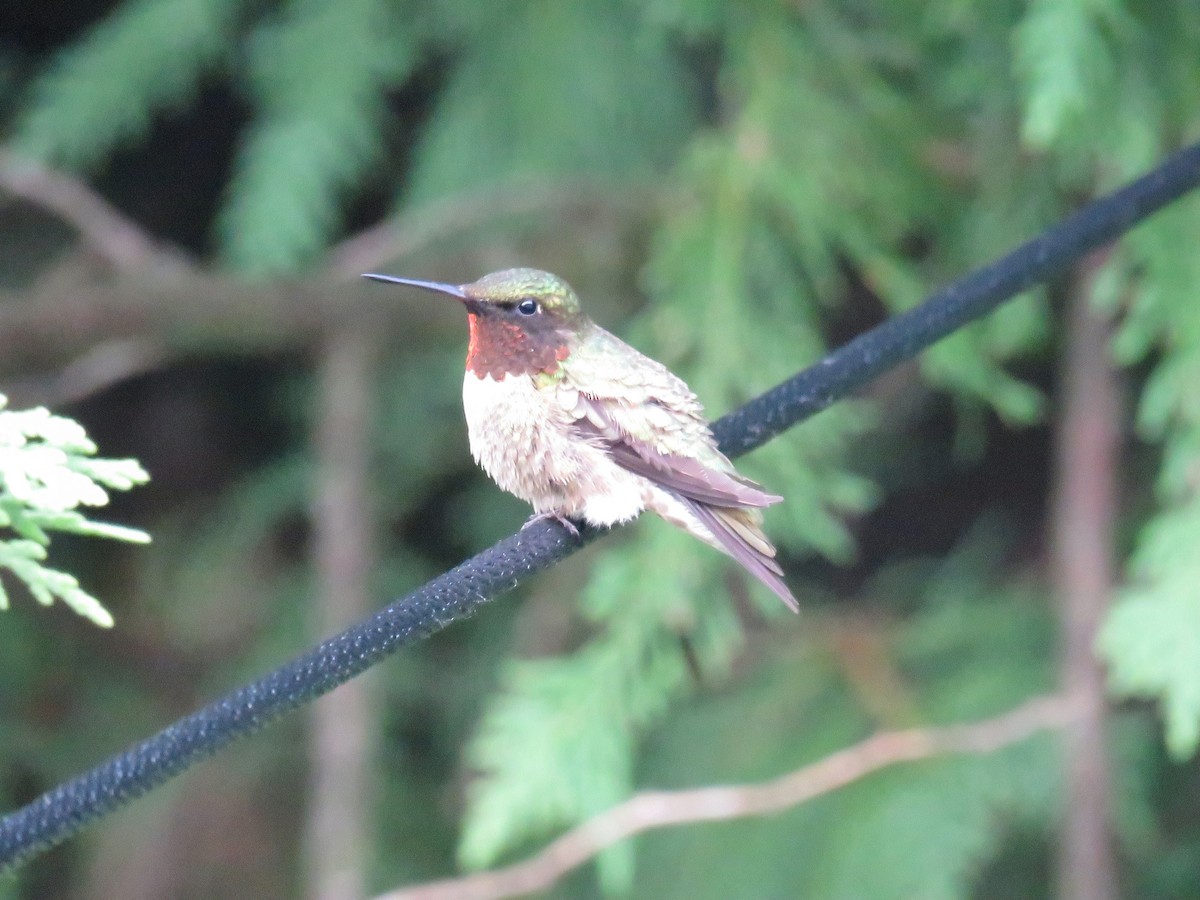 Ruby-throated Hummingbird - ML620795503