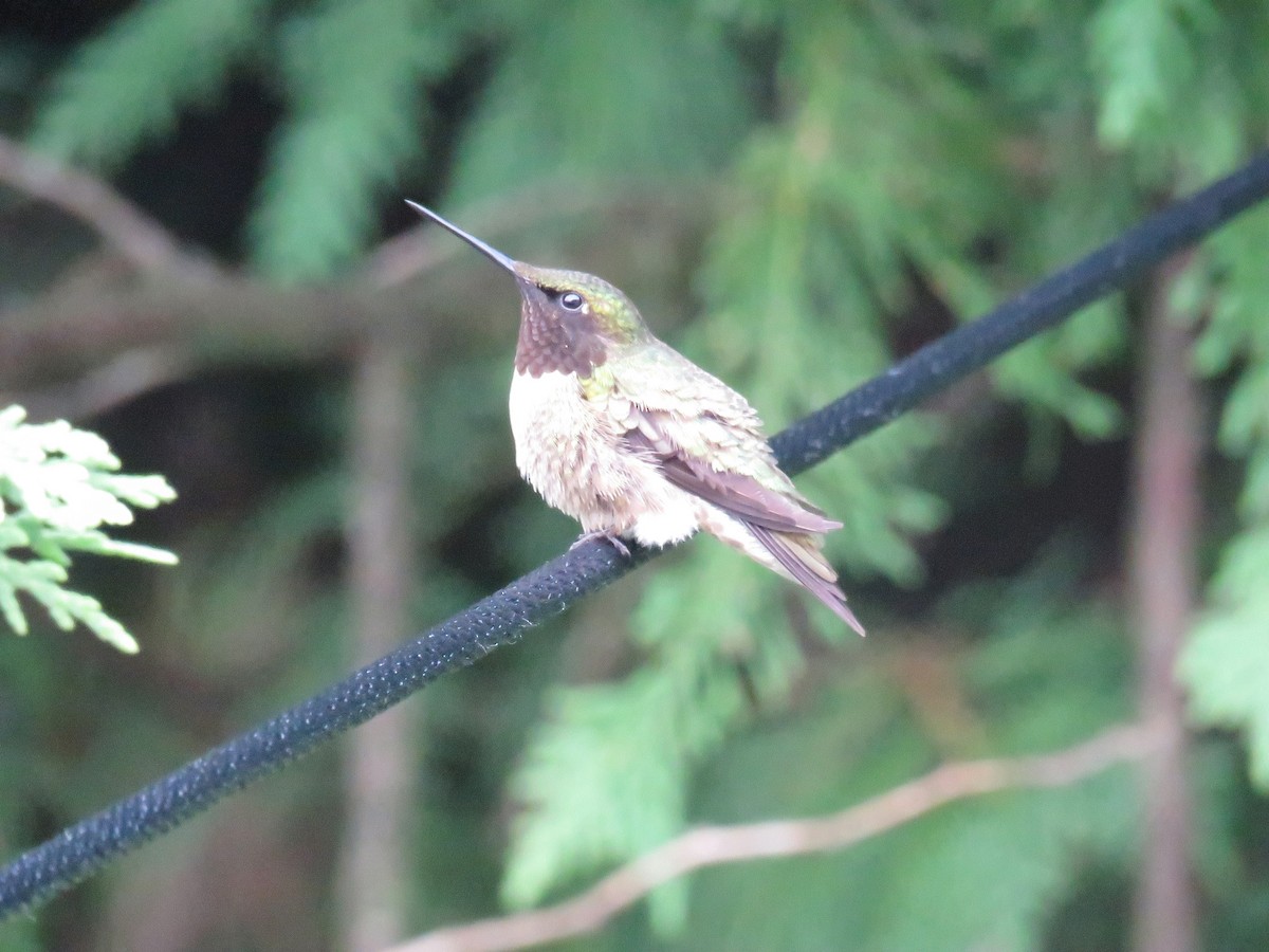 Ruby-throated Hummingbird - ML620795504