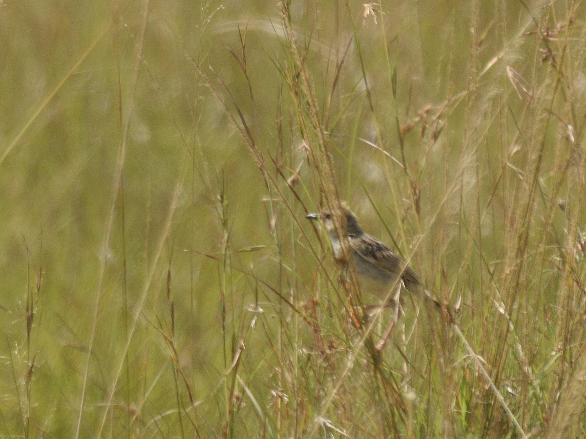 Cisticola sp. - ML620795513