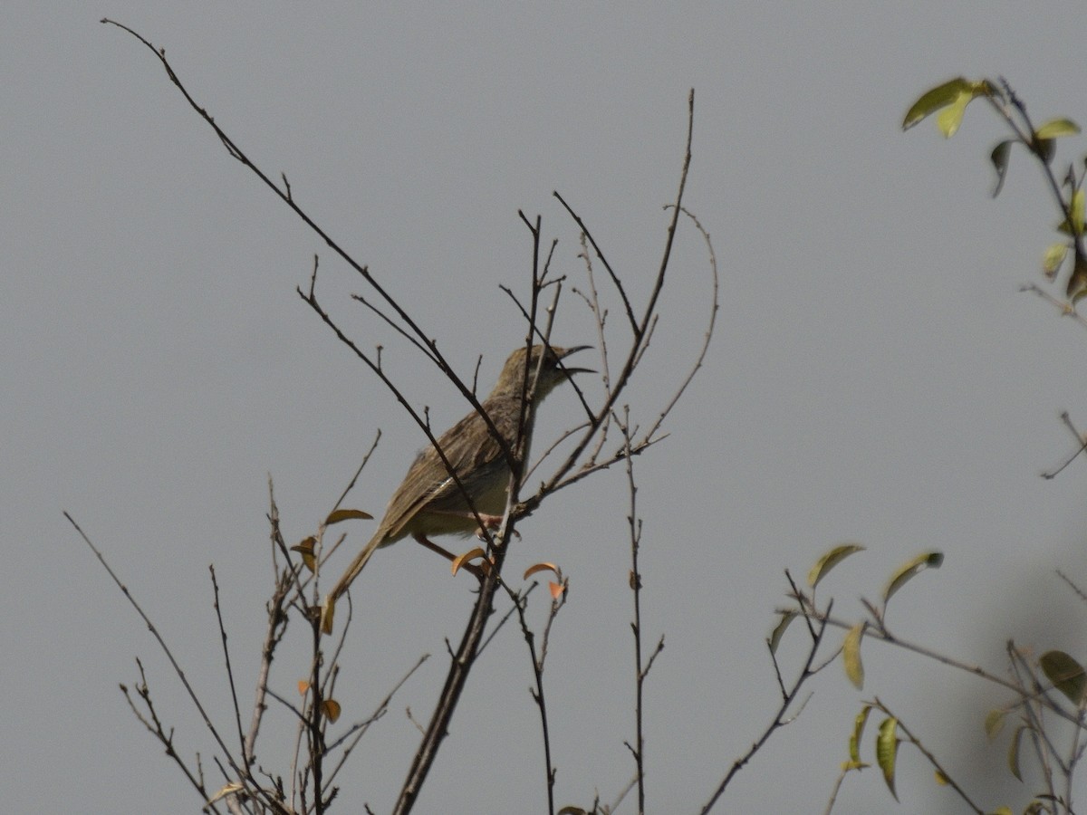 Cisticola sp. - ML620795514