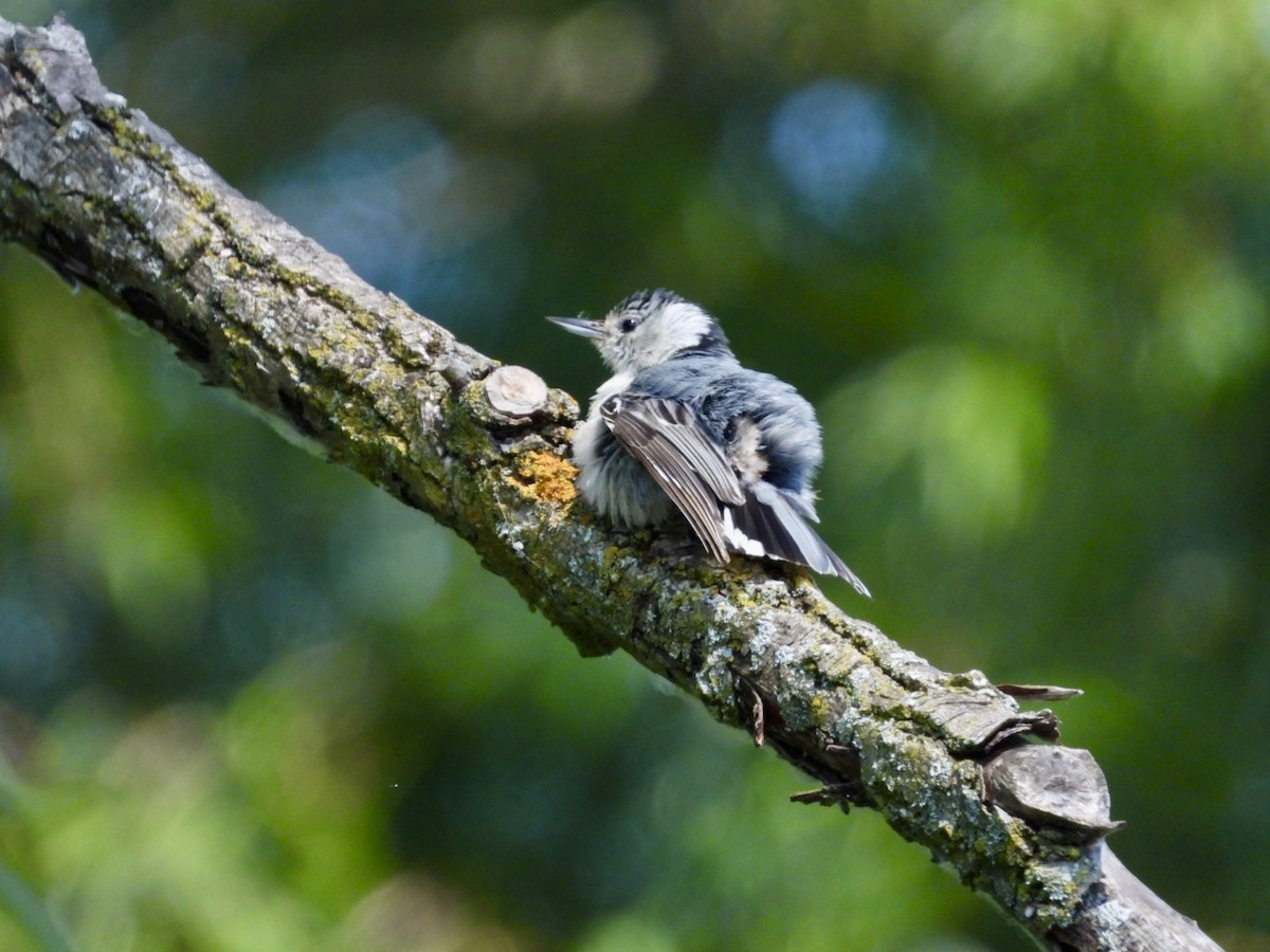 White-breasted Nuthatch - ML620795515