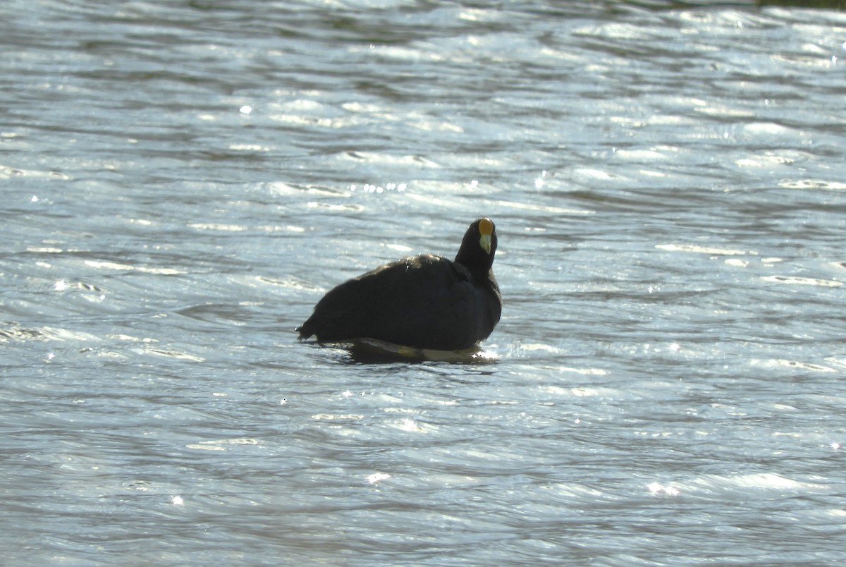 White-winged Coot - ML620795518