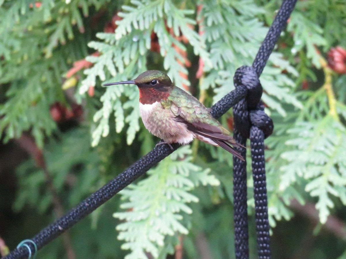 Ruby-throated Hummingbird - ML620795522