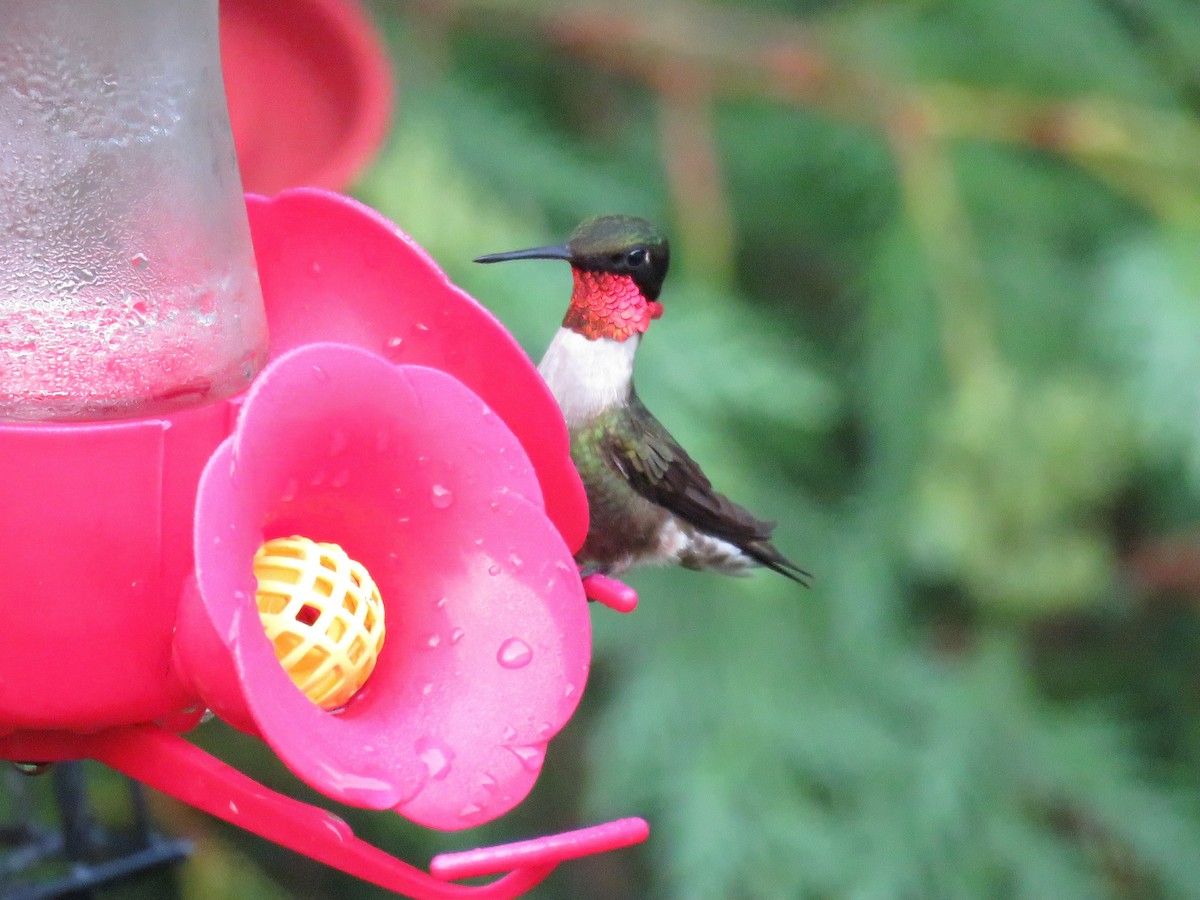Ruby-throated Hummingbird - ML620795523