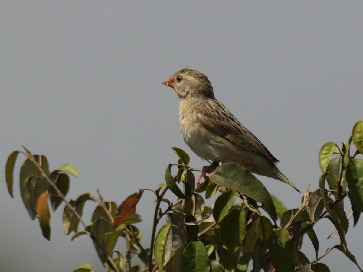 Red-billed Quelea - MAYANK NAMDEO