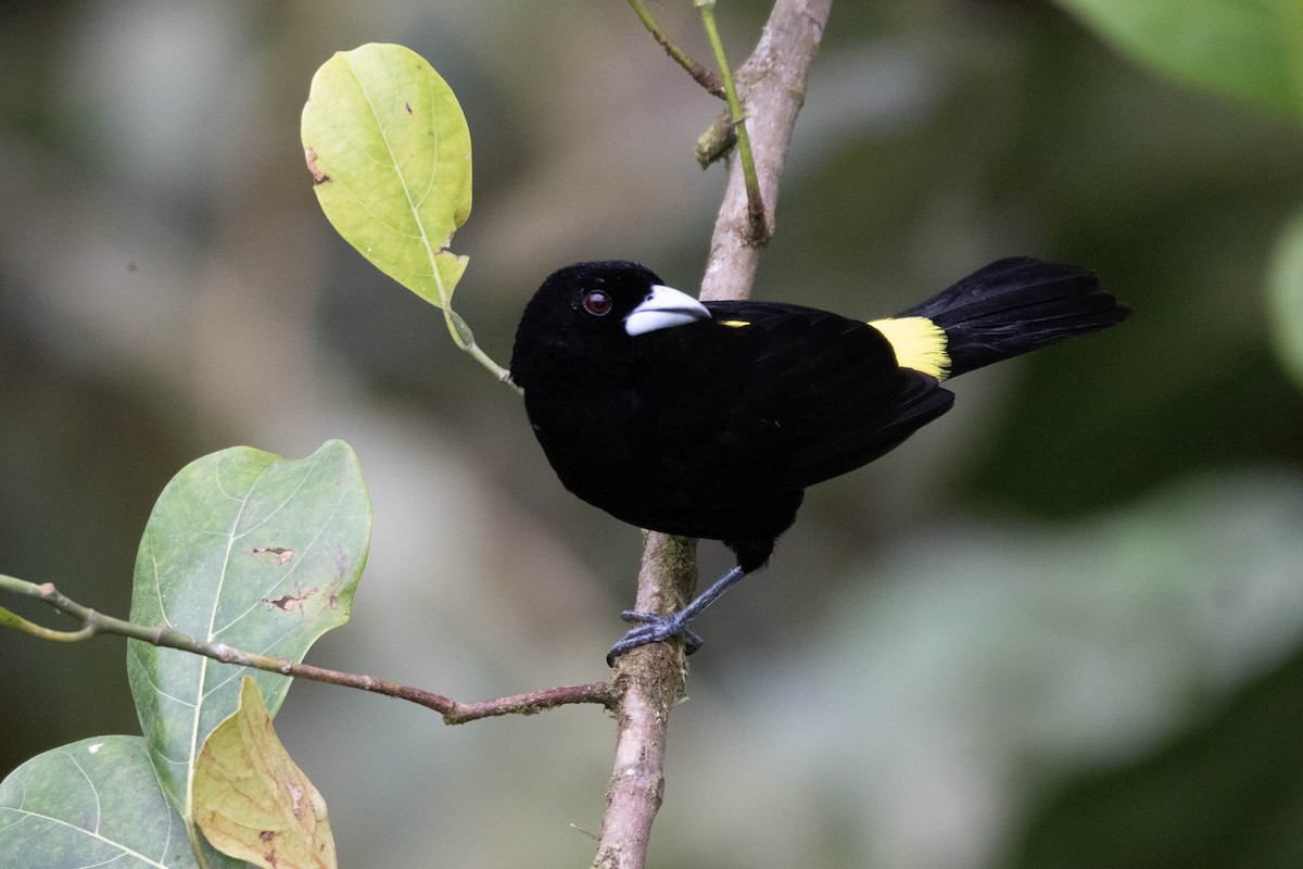 Flame-rumped Tanager (Lemon-rumped) - Andres Leon-Reyes