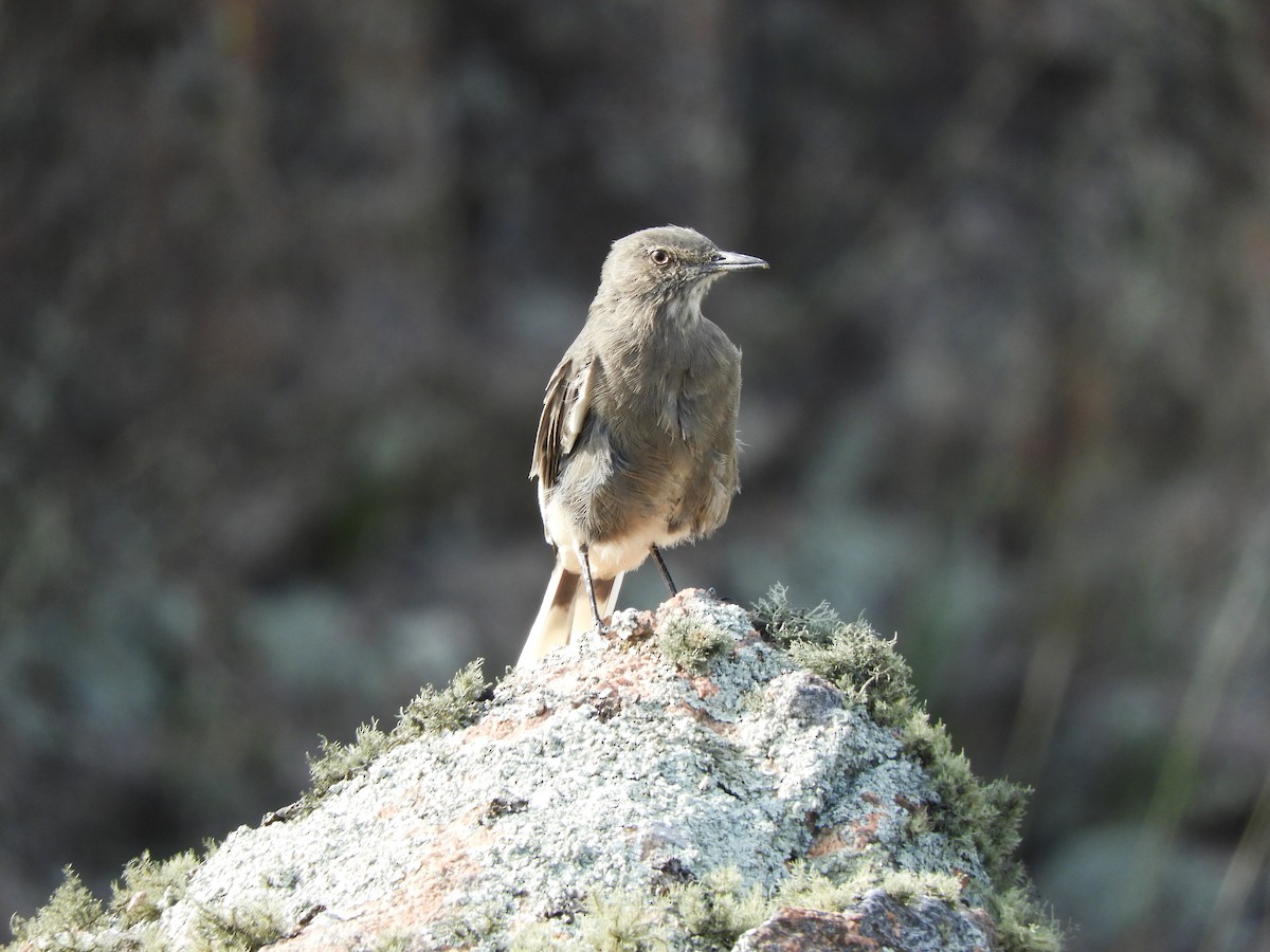 Black-billed Shrike-Tyrant - ML620795553