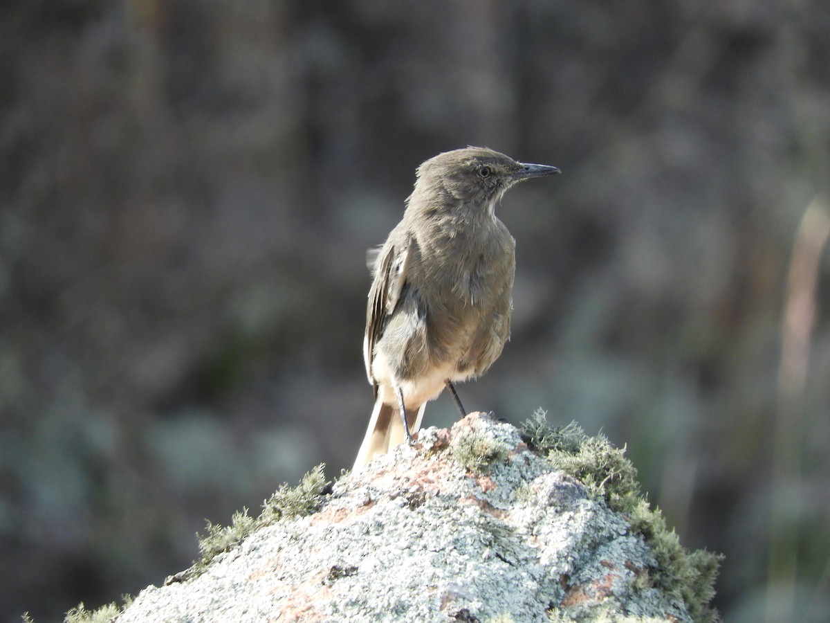 Black-billed Shrike-Tyrant - ML620795554