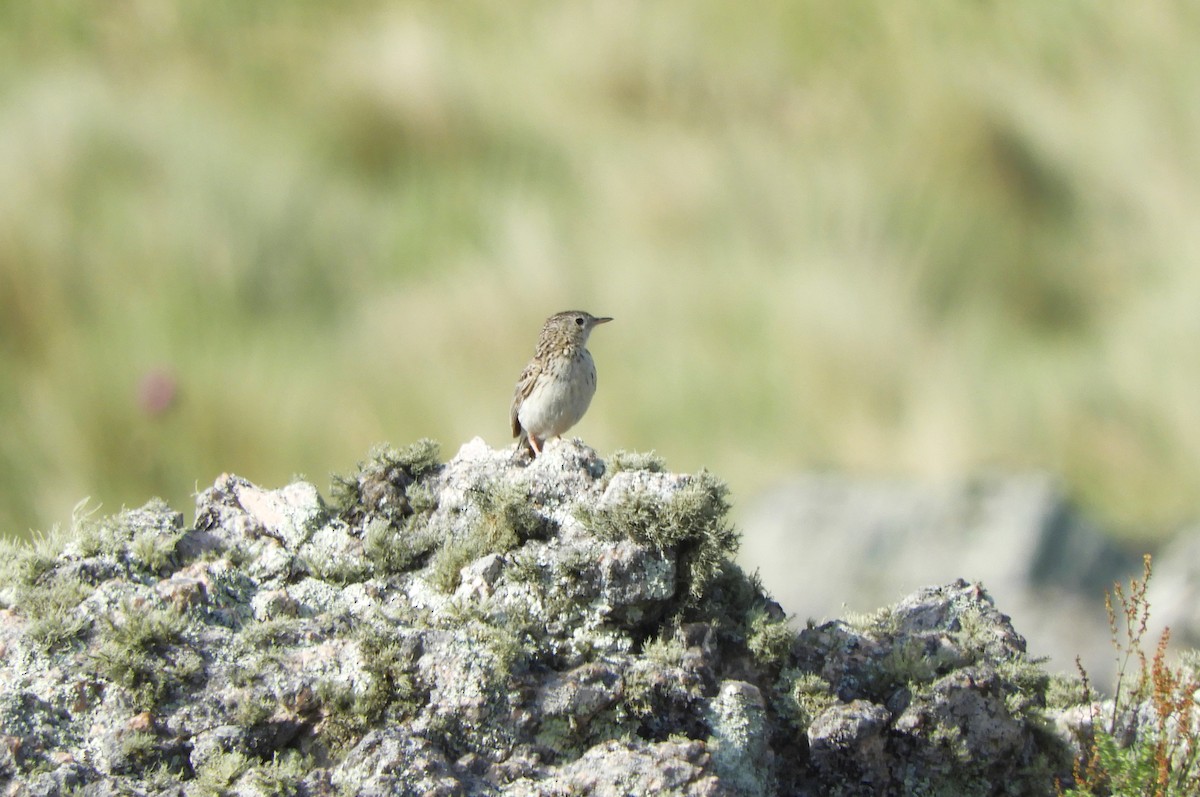 Hellmayr's Pipit - Jorge Juan Rueda