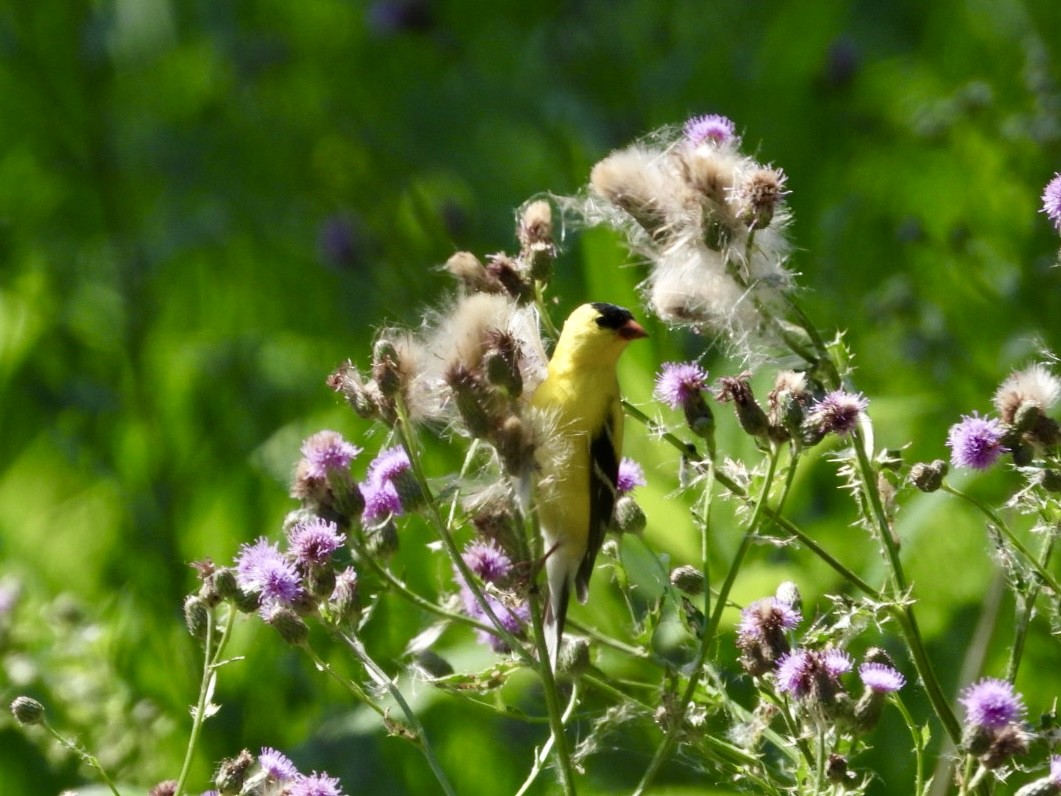 American Goldfinch - ML620795562