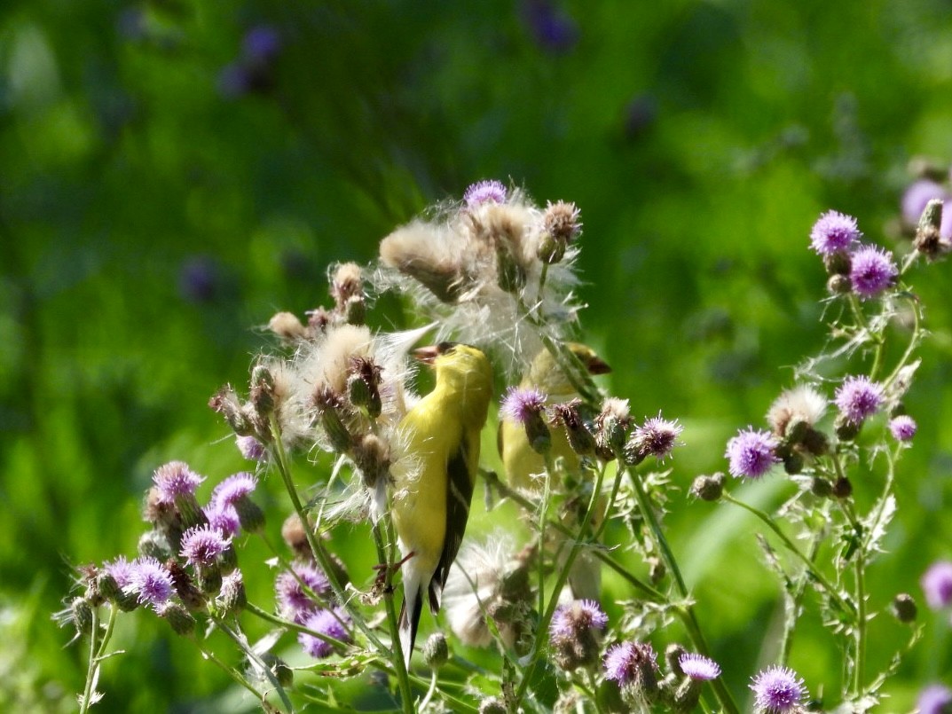 American Goldfinch - ML620795563