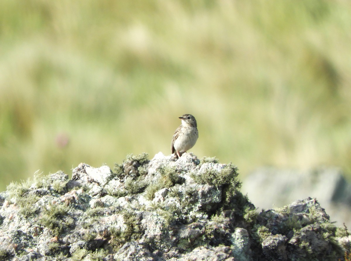 Hellmayr's Pipit - Jorge Juan Rueda