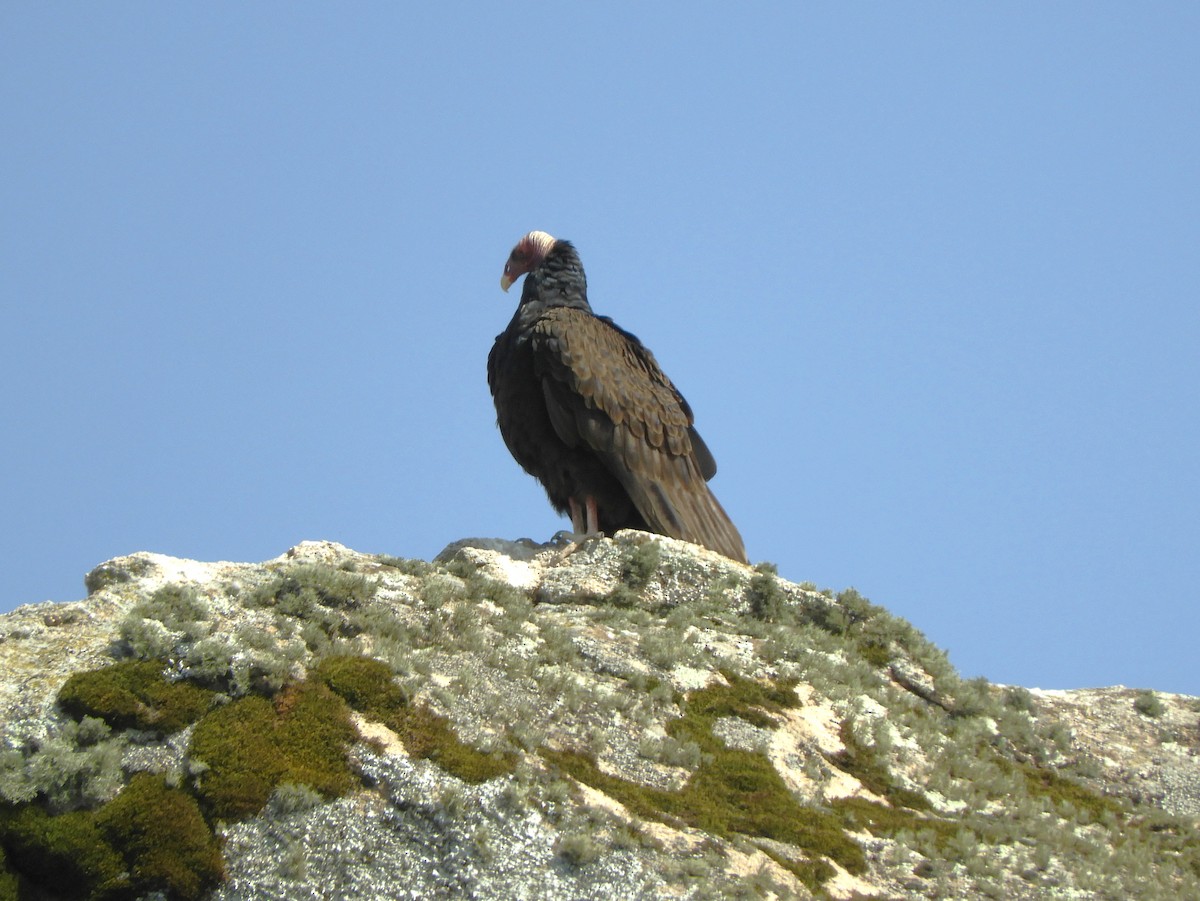 Turkey Vulture - ML620795569