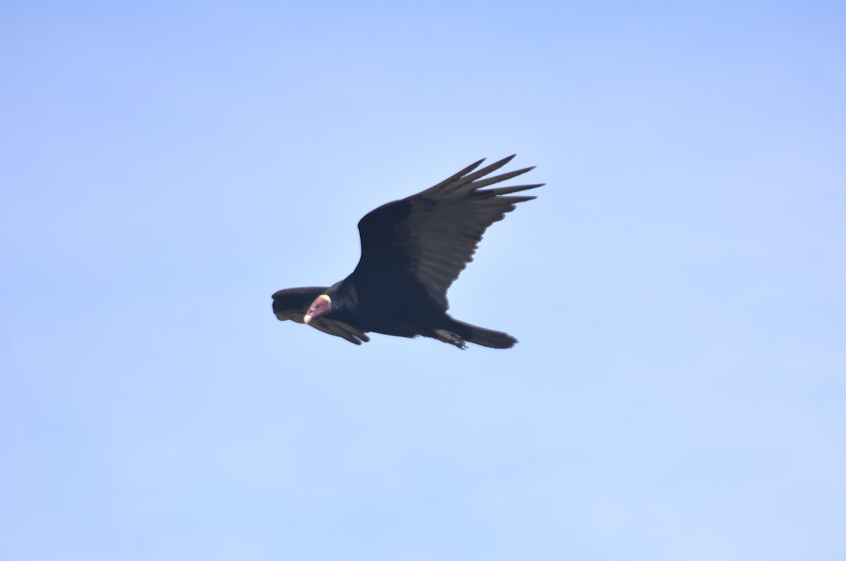 Turkey Vulture - ML620795570