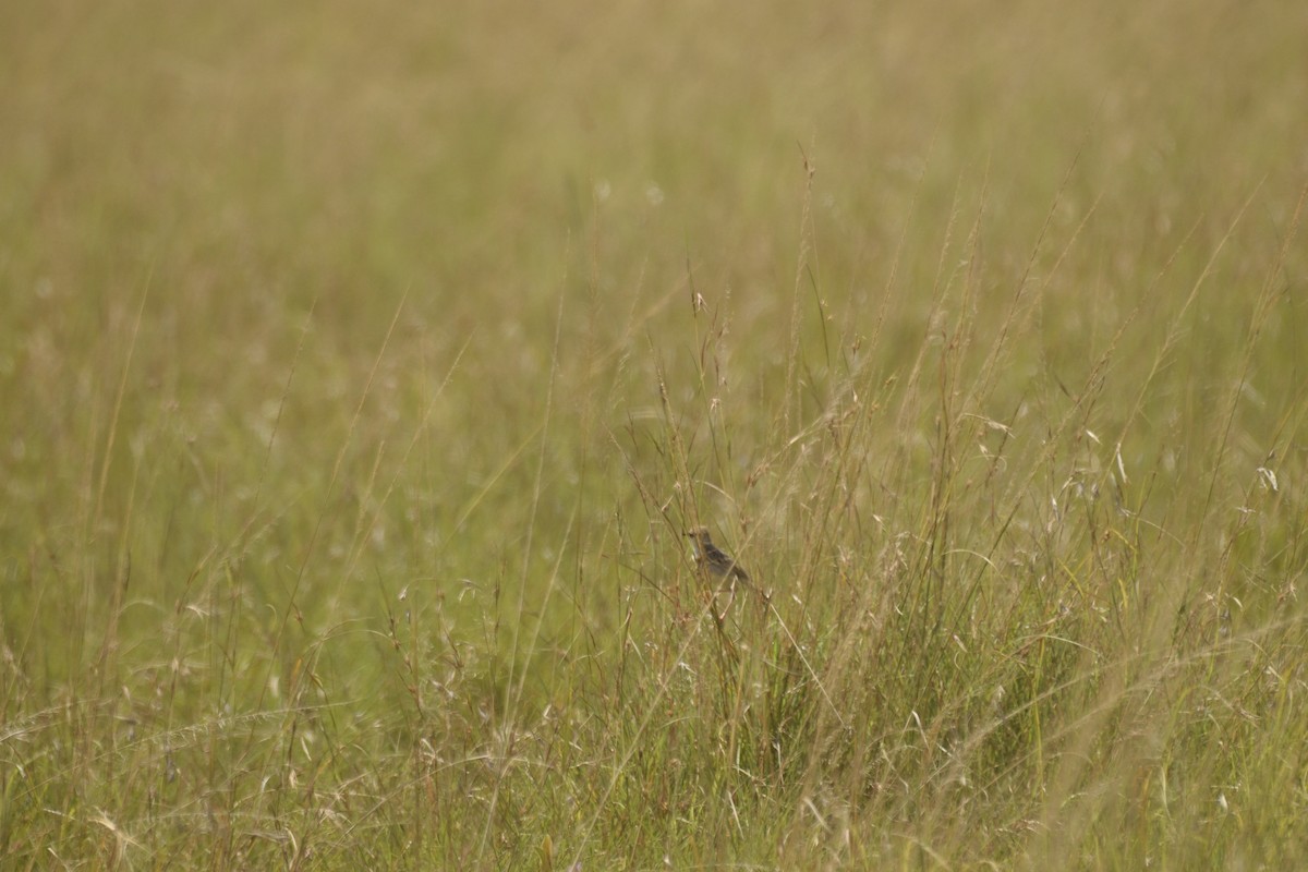 cisticola sp. - ML620795571