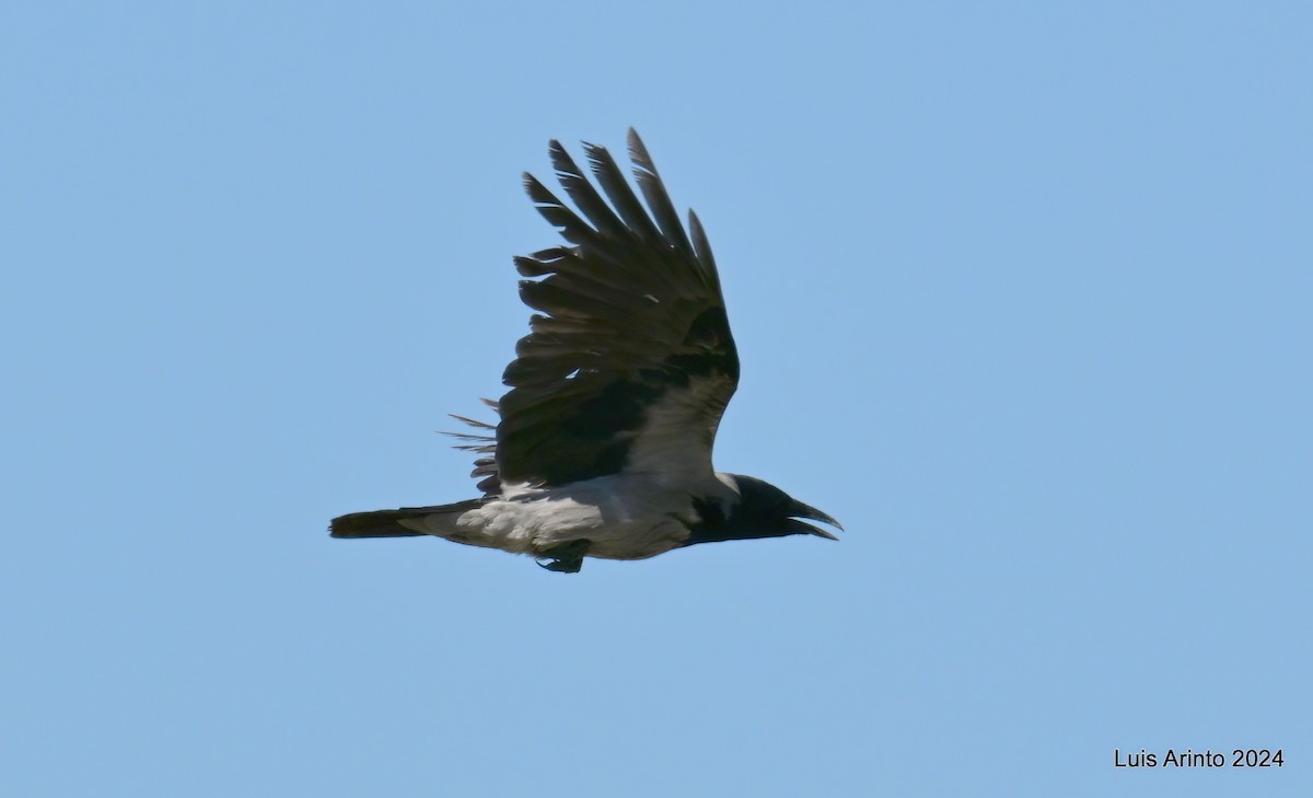 Hooded Crow - ML620795574