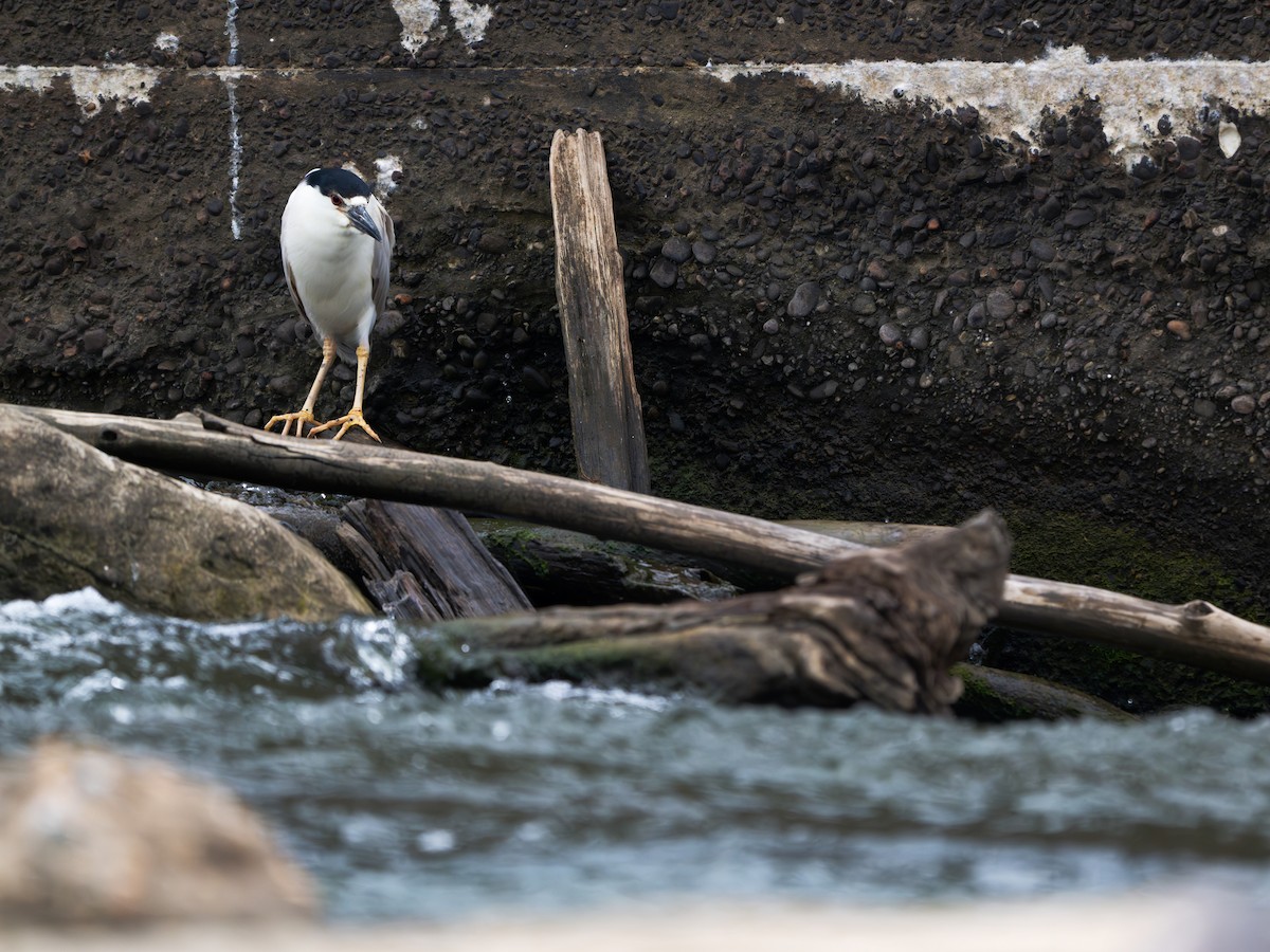 Black-crowned Night Heron - ML620795578