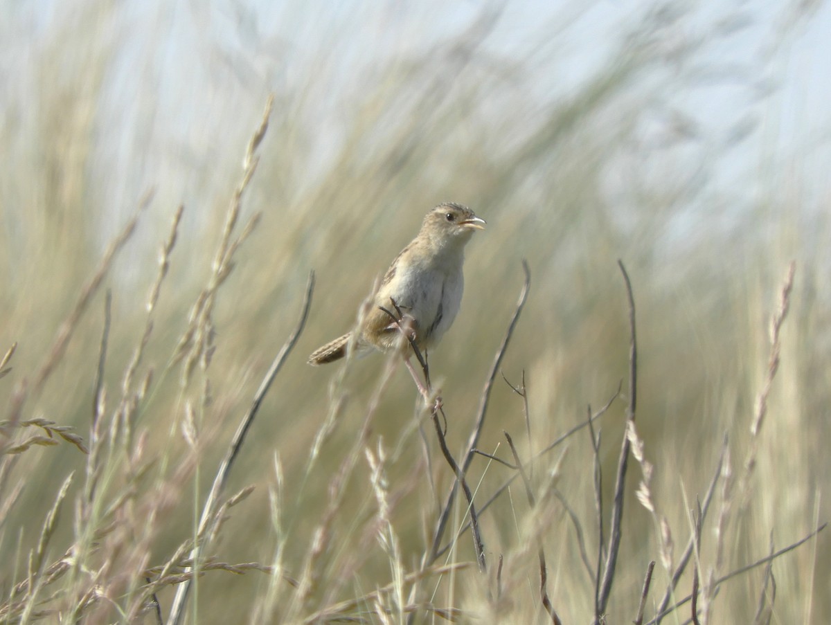 Grass Wren - ML620795579