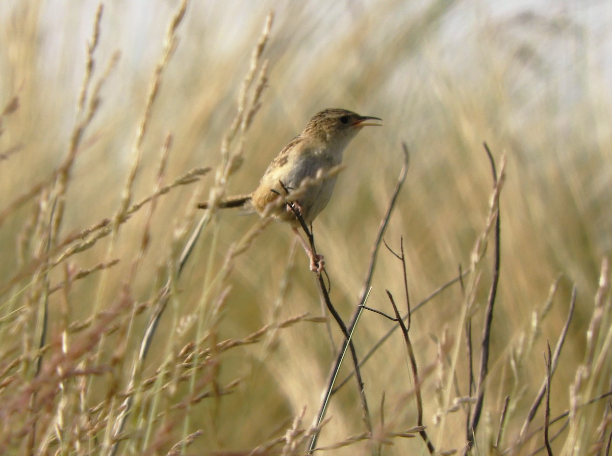 Grass Wren - ML620795580