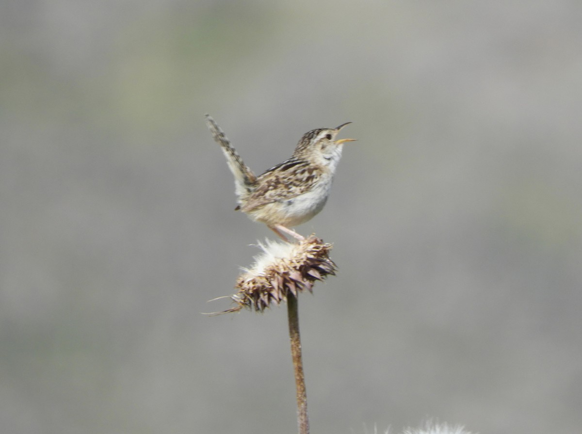 Grass Wren - ML620795582