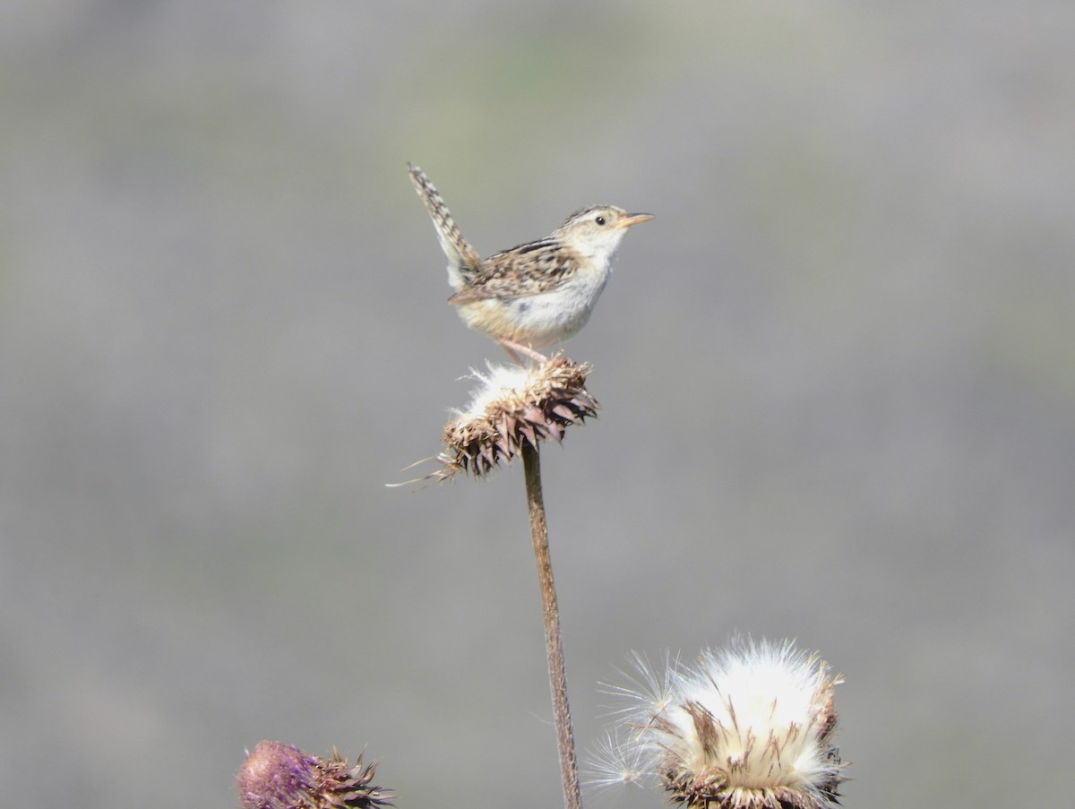 Grass Wren - ML620795583