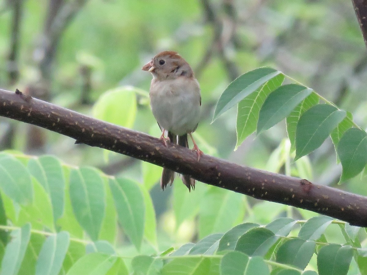 Field Sparrow - ML620795584