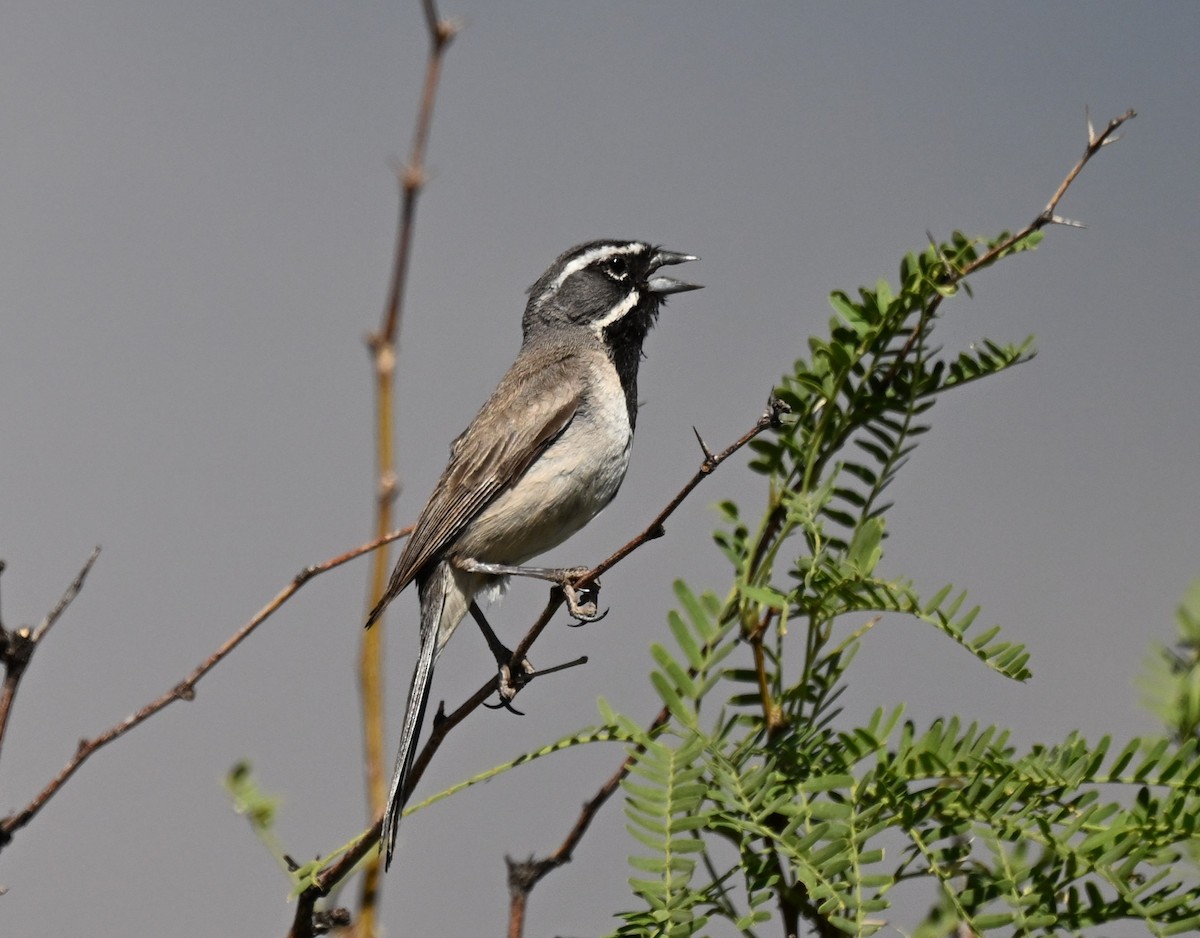 Black-throated Sparrow - ML620795589