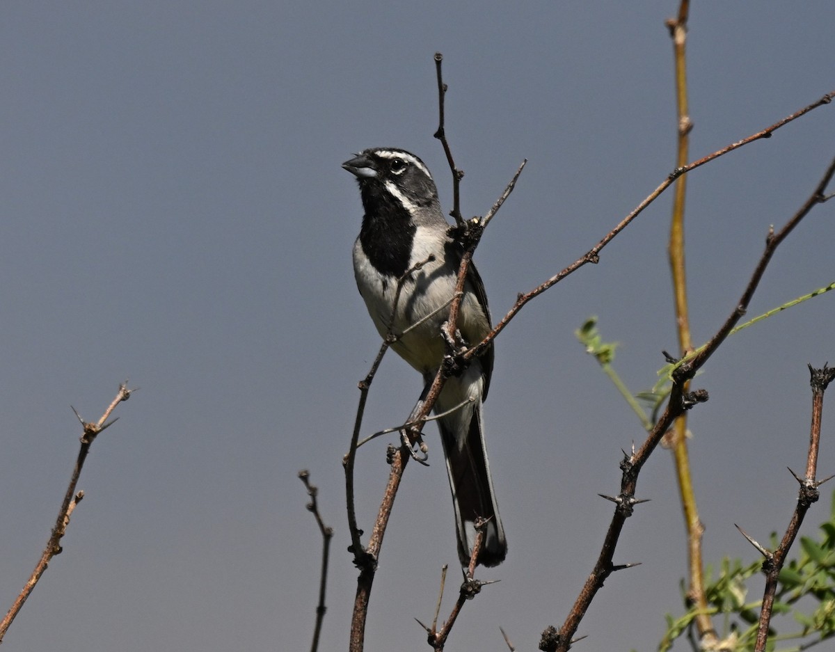 Black-throated Sparrow - ML620795590