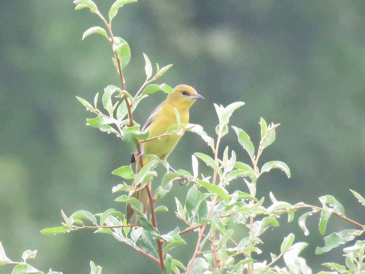 Orchard Oriole - ML620795591