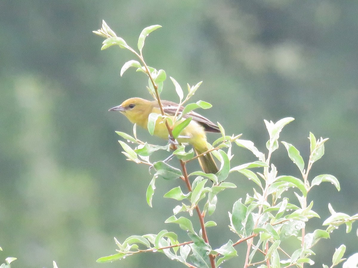 Orchard Oriole - ML620795594