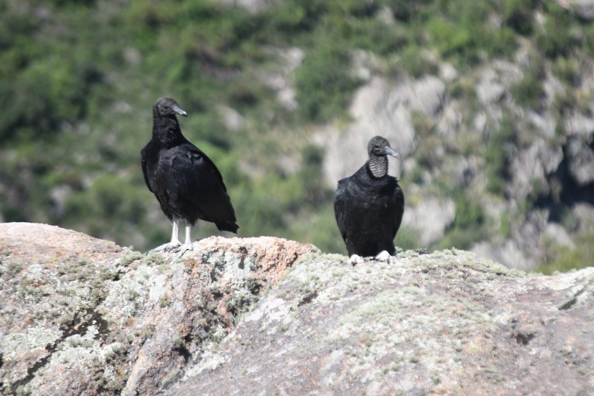 Black Vulture - ML620795597